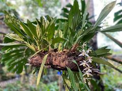 -中国科学院西双版纳热带植物园