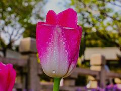 -玄武湖景区-情侣园游乐场