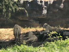 -北京野生动物园