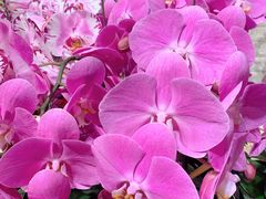 -双季花艺园艺市场(浦东店)