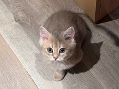-欣宠猫屋·矮脚拿破仑·蓝金金渐层