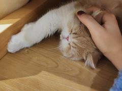 -滚猫咖啡·猫咖·猫友好撸猫(未来城店)