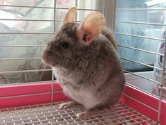 -瑞派·关忠动物医院·异宠专科·犬猫肿瘤·皮肤专科(望京店)