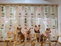 -柴迷FANS CLUB·柴犬狗咖·猫咖