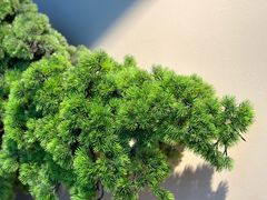 -阿嬷手作(深圳万象天地店)
