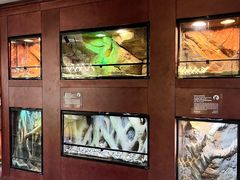 -帕帕拉兹宠物(亚洲旗舰店)