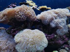-江和美海洋公园