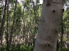 -塞罕坝国家级自然保护区