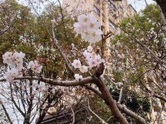 -高东镇樱花园