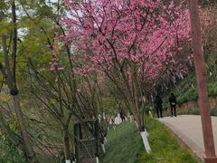 -重庆彩云湖湿地公园
