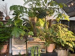 -自由生长植物工作室(深港花卉中心店)