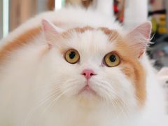 -momokira米努特·德文卷毛猫·棉花面纱犬