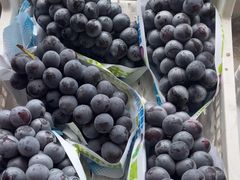 -马陆小张葡萄园农家乐