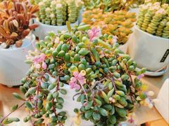 -双季花艺园艺市场(浦东店)