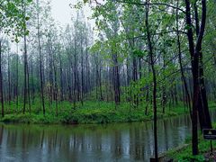 -合肥滨湖国家森林公园