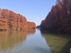 -上海海湾国家森林公园