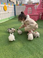 -萌宠亲子动物乐园(槐房万达店)