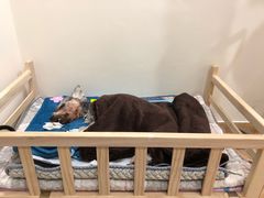 -瑞派申生动物医院·24H夜诊·国际动物医疗中心·骨外科(吴中路店)