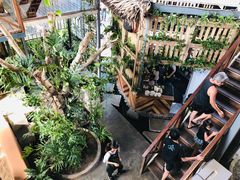 -Rainforest