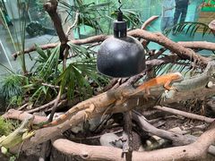 -上海大自然野生昆虫馆(东方明珠·爬宠昆虫探索中心)