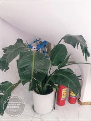 -OAE日式皮肤管理お肌の