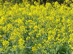 -天适樱花悠乐园