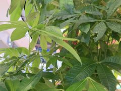 -溢心园香河肉饼总店