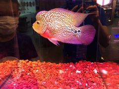 -宠物世家(仲盛世界商城店)