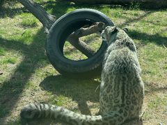 -青藏高原野生动物园