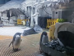 -海合安武汉极地海洋公园