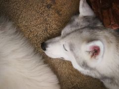 -TrueLove @ Neverland (Husky Cafe)
