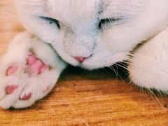 -飞行喵MR PILOT|猫舍·猫咖(静安大融城店)