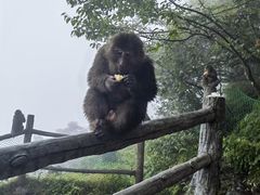 -峨眉山风景名胜区