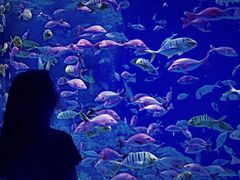 -成都浩海立方海洋公园