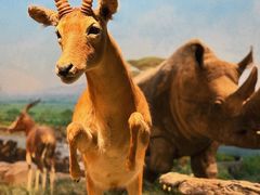 -国家自然博物馆