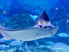 -烟台海昌鲸鲨海洋公园