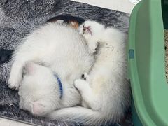 -糯米喵星人总部直营旗舰店·猫舍·幼猫出售