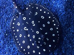 -上海海洋水族馆