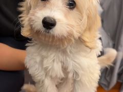 -翊宠yipet猫狗购宠庄园犬舍•猫舍