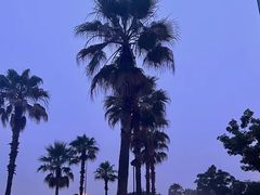 -金沙湖公园