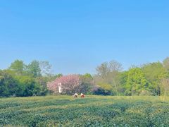 -西湖文化广场