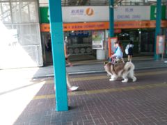 -中环5号码头