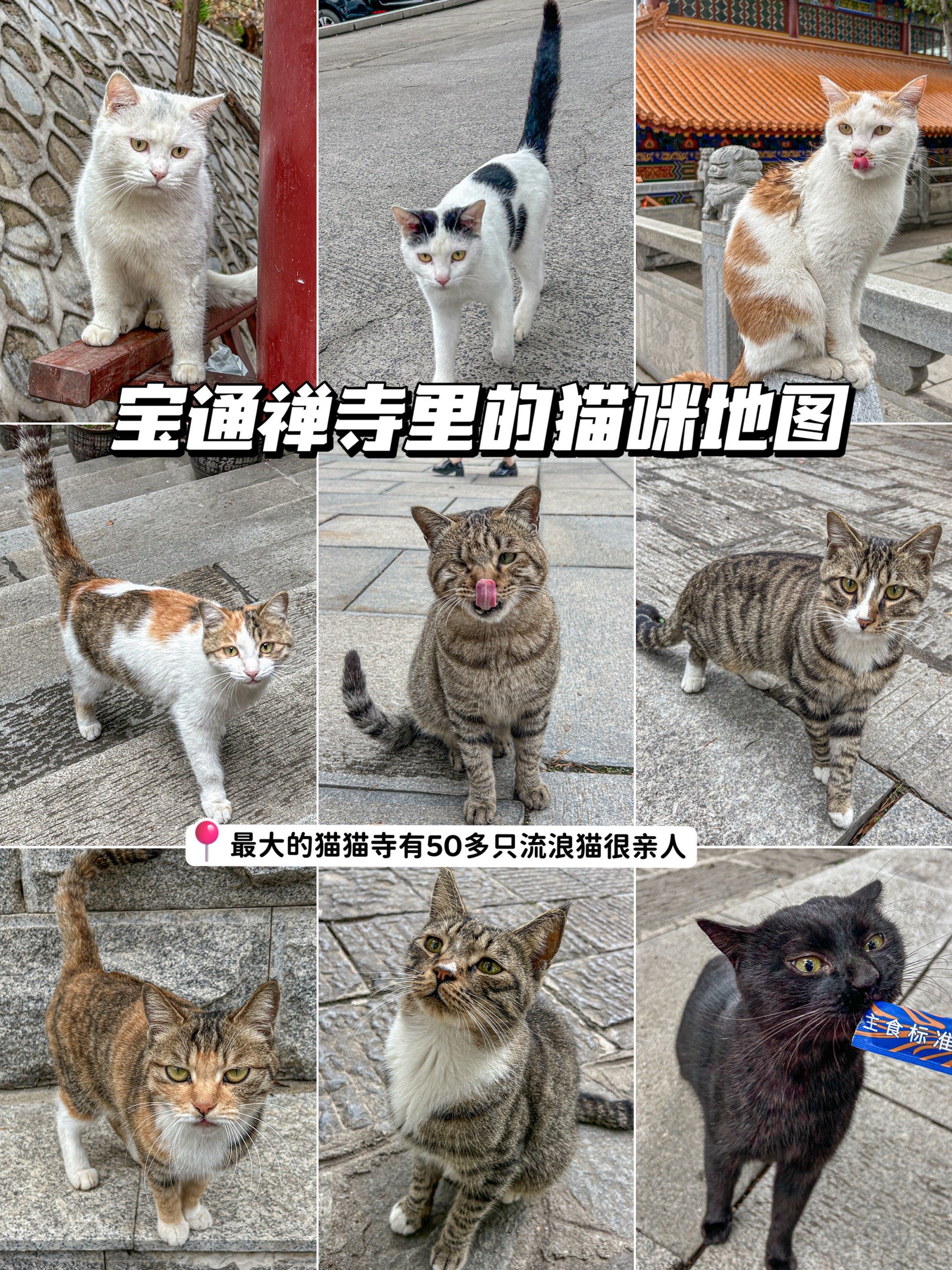 威海寺庙给猫超度吗-威海寺庙哪个香火旺盛 威海寺庙给猫超度吗-威海寺庙哪个香火旺盛