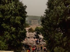 -武汉大学-樱园