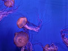 -暹罗海洋世界