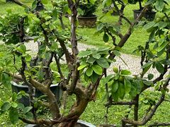 -扬州大运河文化旅游度假区·盆景园