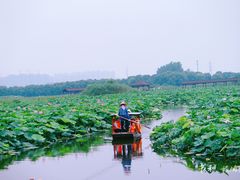-荷塘月色湿地公园·向阳花洲