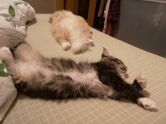 -猫大福·Fortune Cat猫舍(百子湾店)
