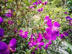 -华南国家植物园-售票处