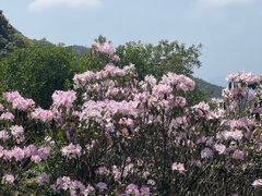 -梧桐山风景名胜区